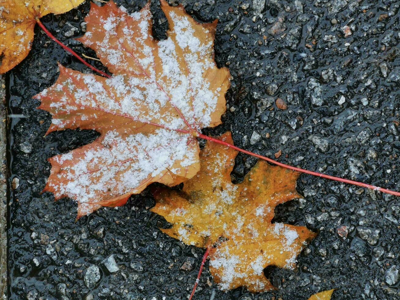 On grey asphalt yellow maple leaf covered with snow photo