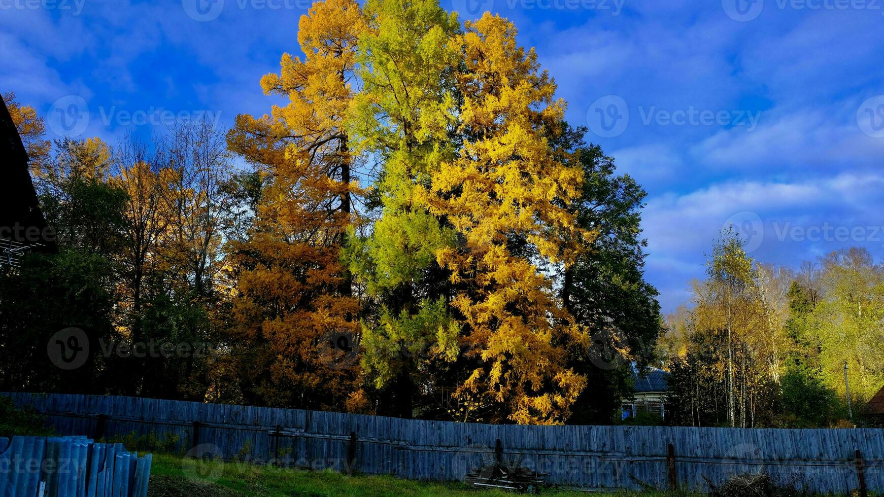 Near the old wooden fence grows a huge larch, its needles are yellow in autumn photo