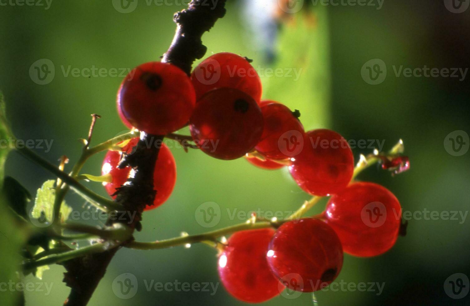 red currants on a branch photo