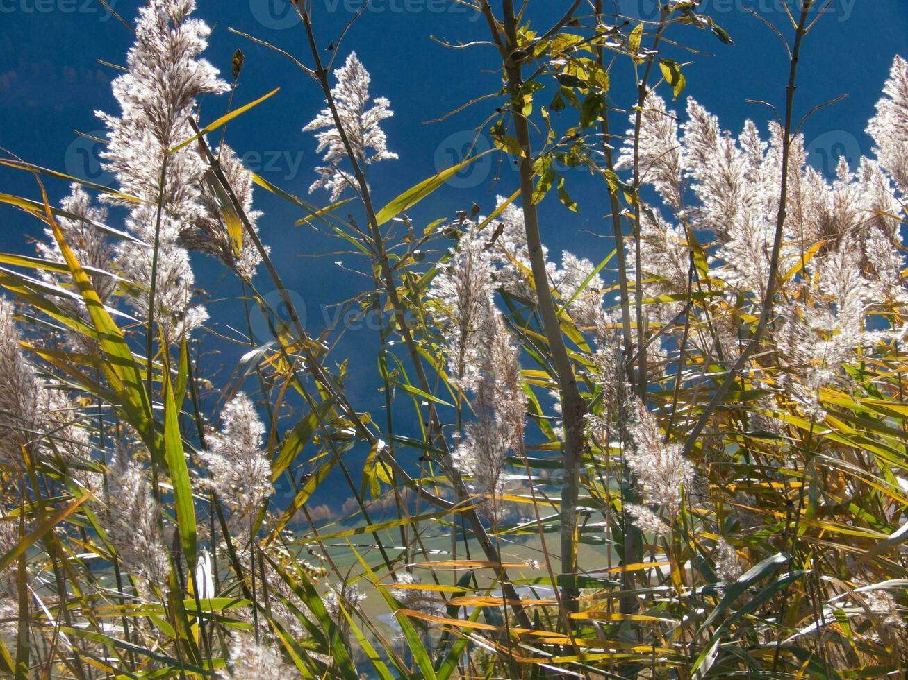 a large field of tall grass photo