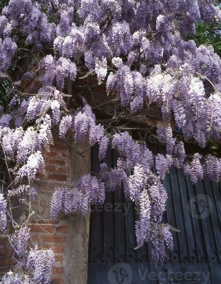 a purple flower growing on a tree photo