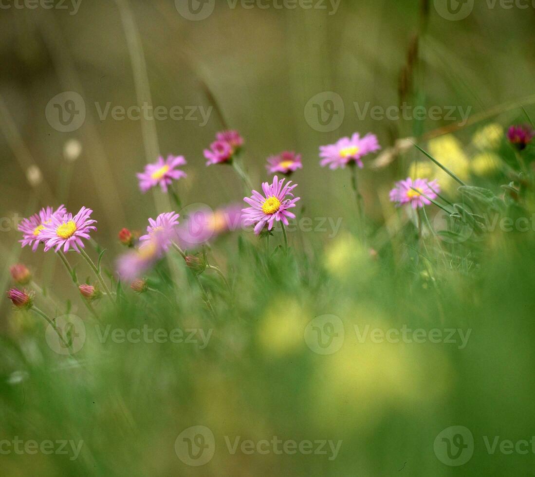 a field of pink flowers in a grassy field photo