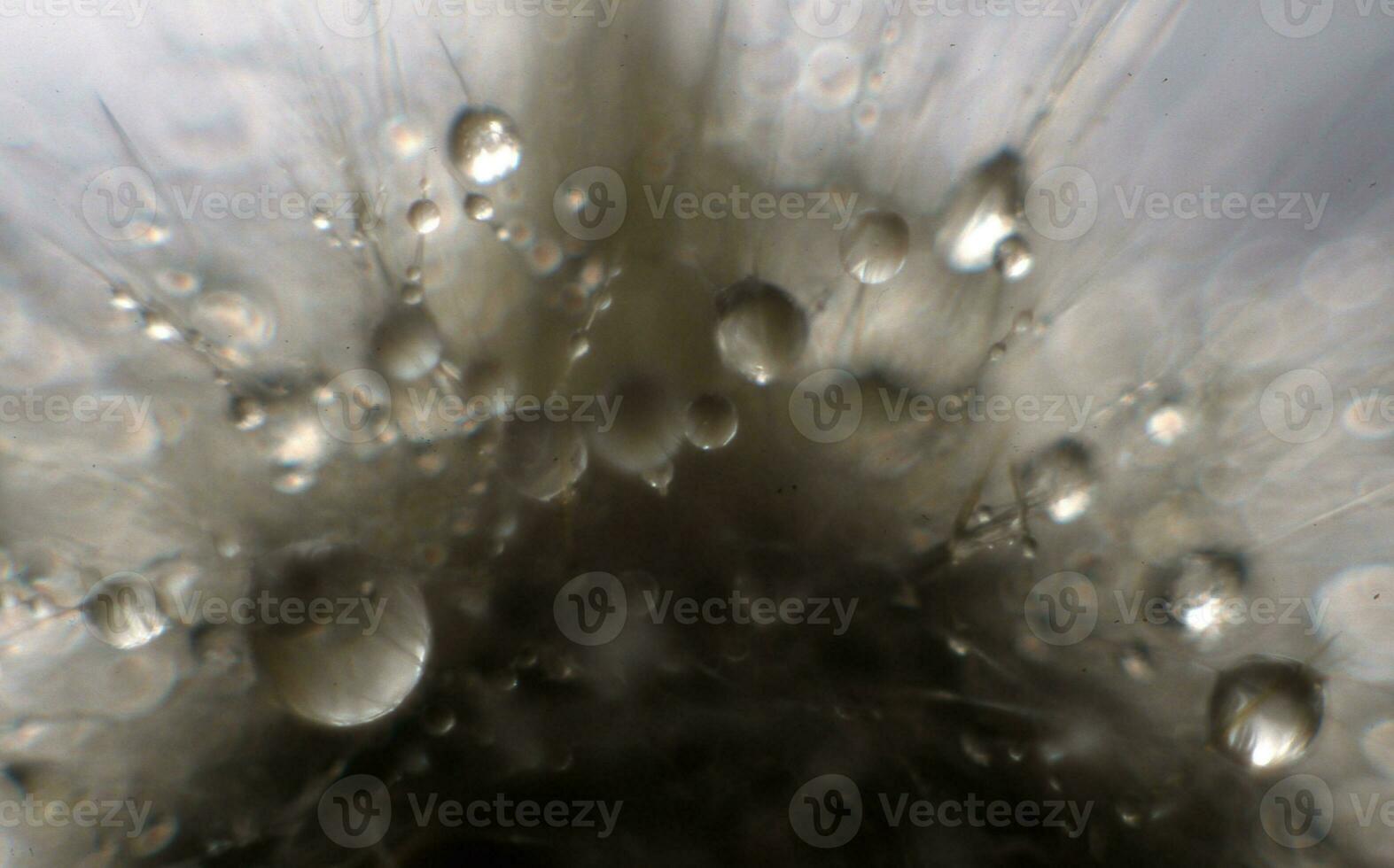 a close up of a water droplet on a surface photo
