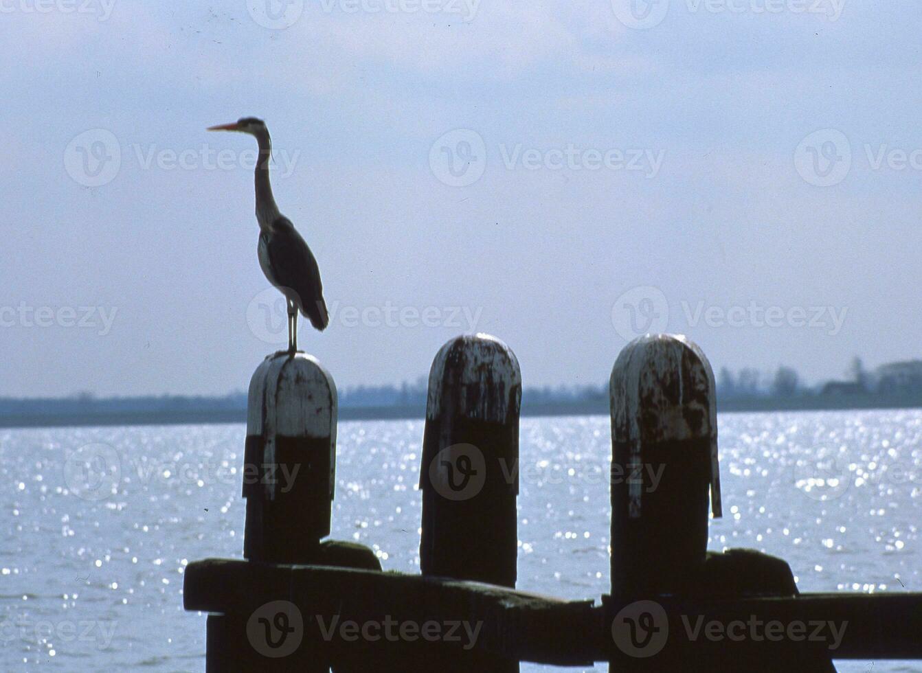 a bird standing on a pole photo