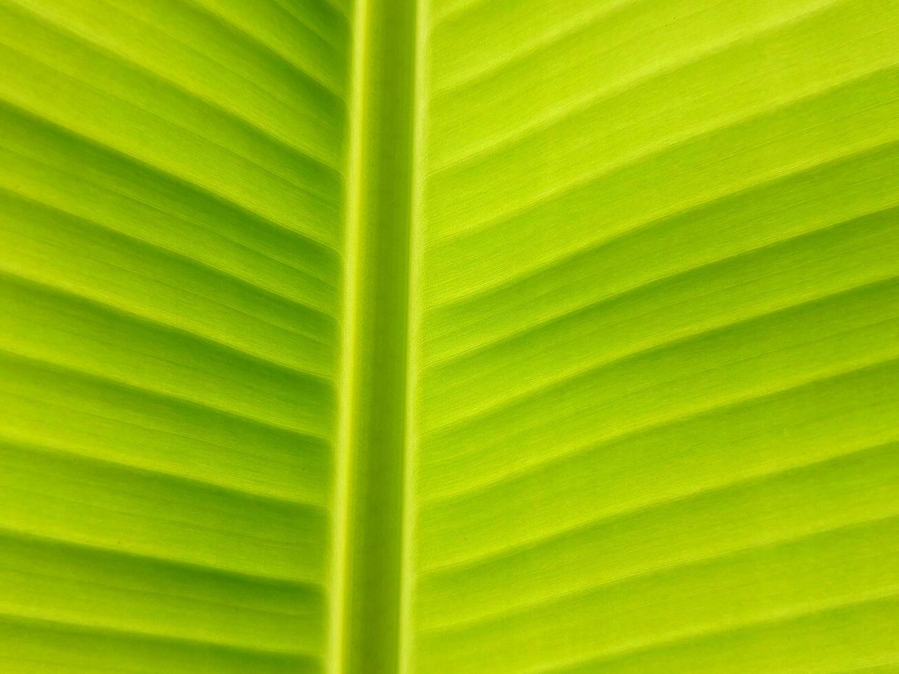 Close up of green banana leaf texture background. Natural green background. photo