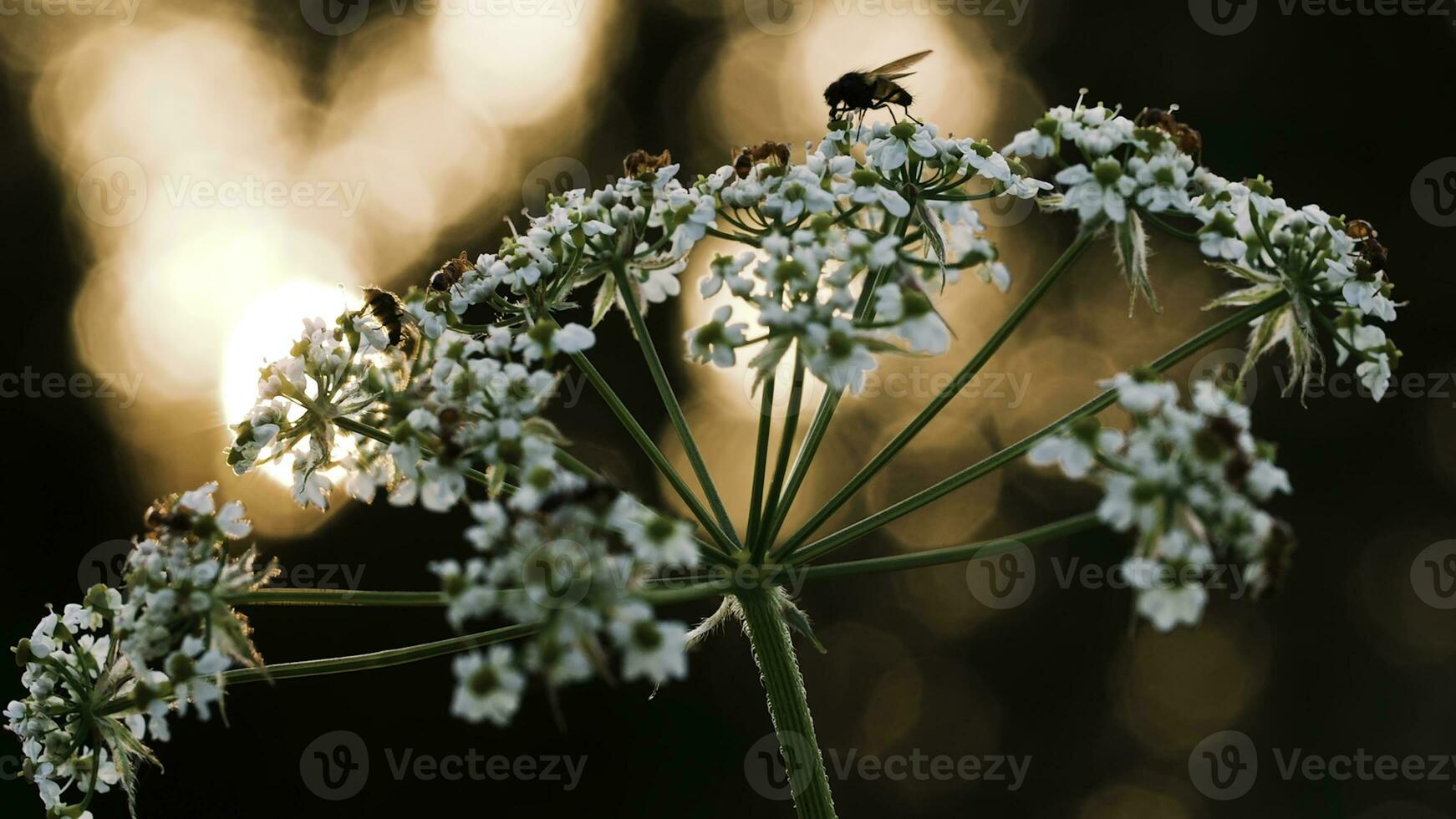 Bugs and ants in a flower. Creative. Small insects crawl on a small white flower and you can see from behind that the sun is quietly setting. photo