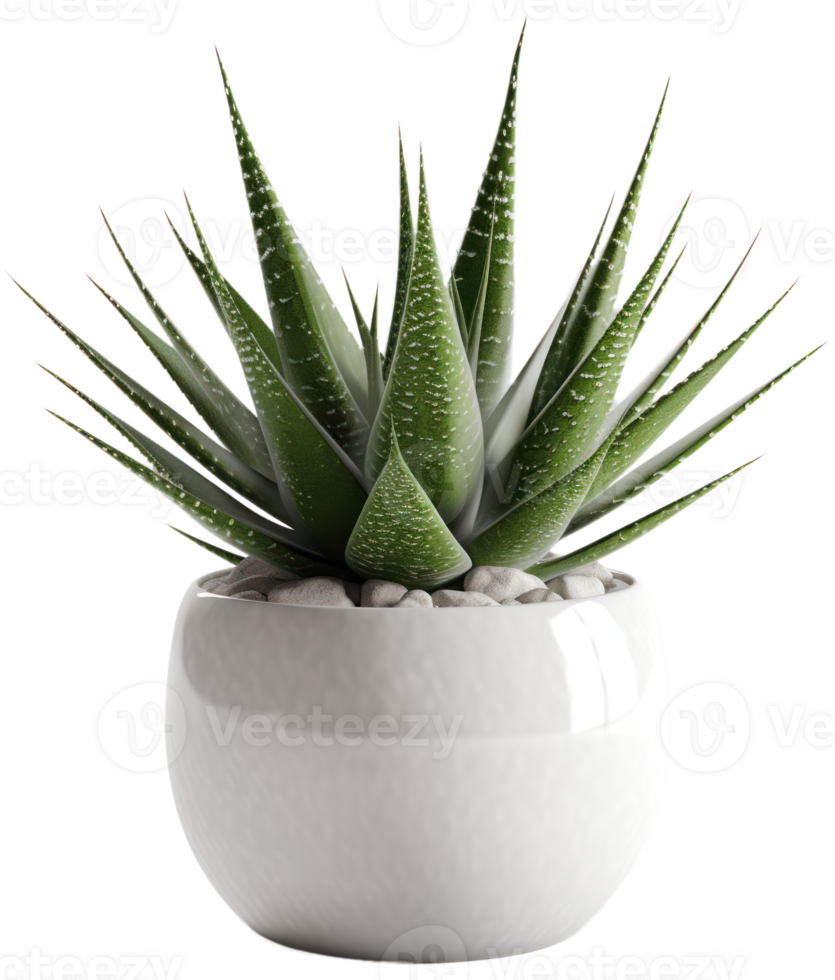 AI generated aloe vera plant in a pot on transparent background png