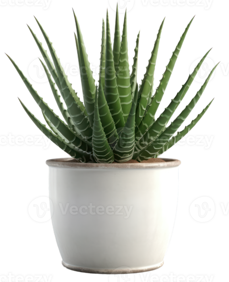 AI generated aloe vera plant in a pot on transparent background png