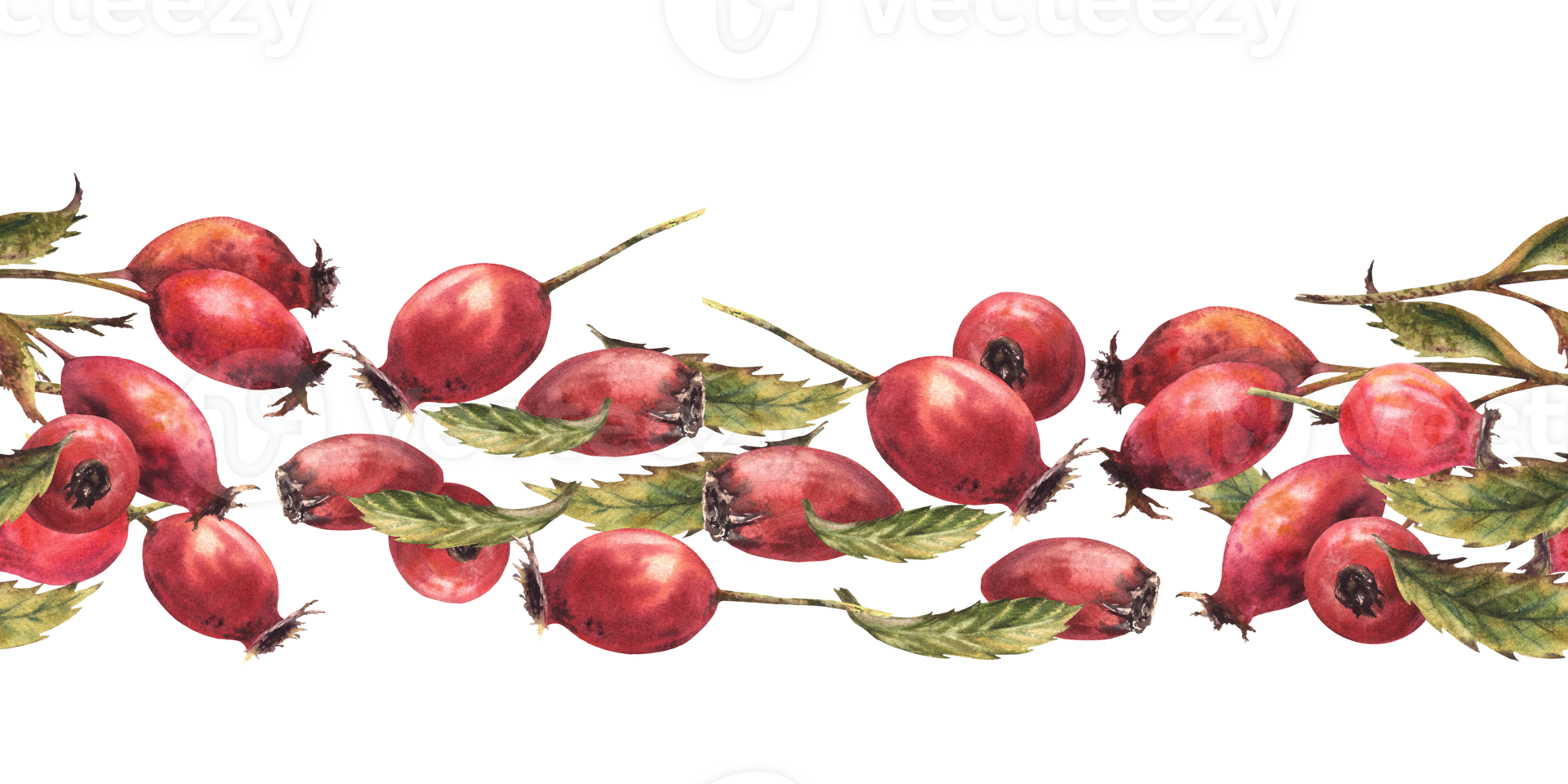 Branch of wild rosehips with red briar fruits, dog rose green leaves. Seamless border, pattern Hand drawn watercolor illustration for label, wallpaper, wrapping paper, fabric background png