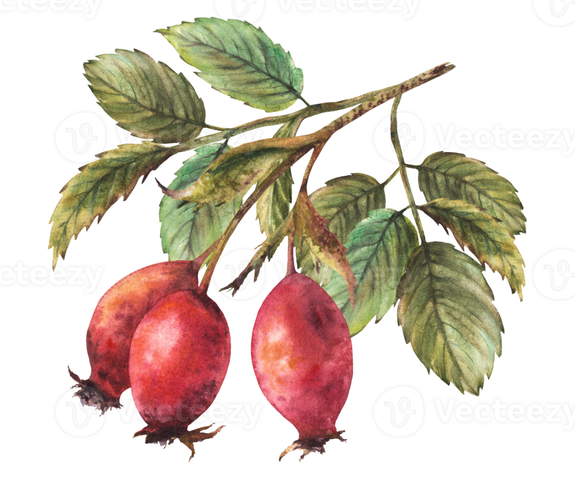 Branch of wild rose hips with red briar fruits, dog rose with green leaves Hand drawn watercolor illustration for your sticker, label print, logo, card. Herbal botany clipart png