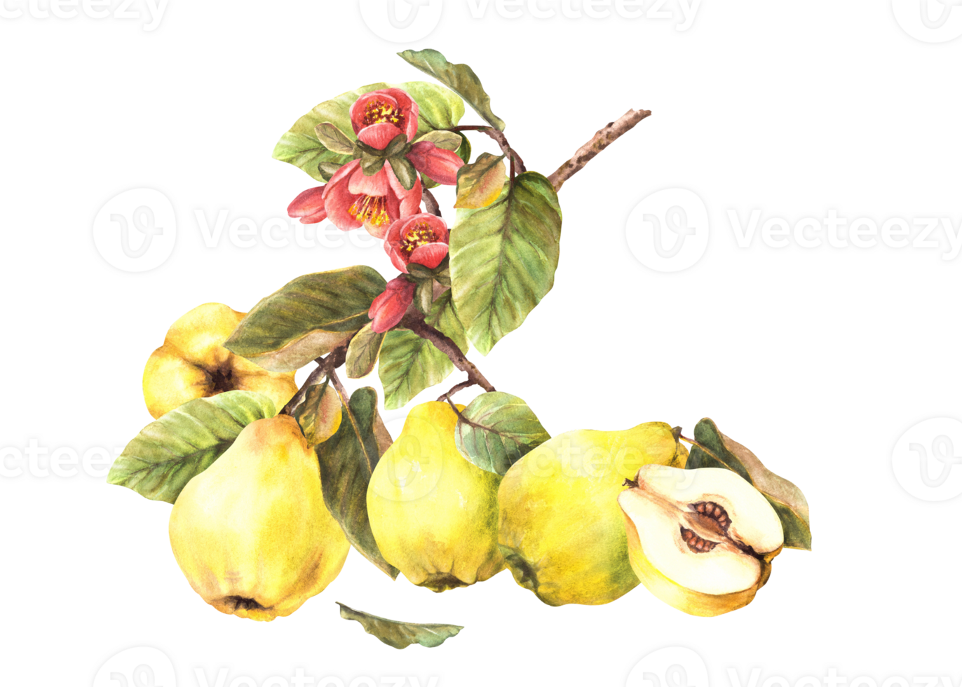 Watercolor painted yellow quince whole and cut fruits with flowers, buds and leaves hanging on a branch, trees Clipart illustration for your sticker, food or drink label. png