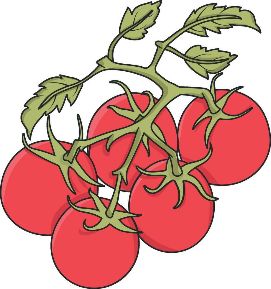 tomatoes vector illustration