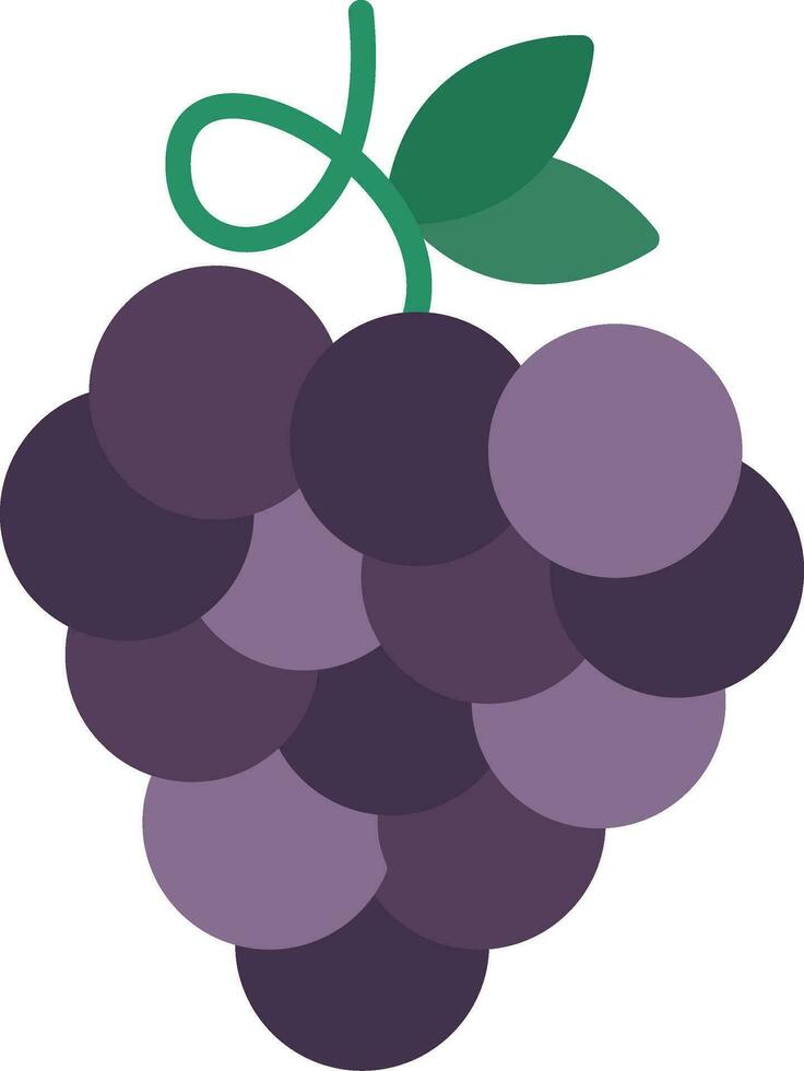 Zinfandel Grapes Flat Icon vector