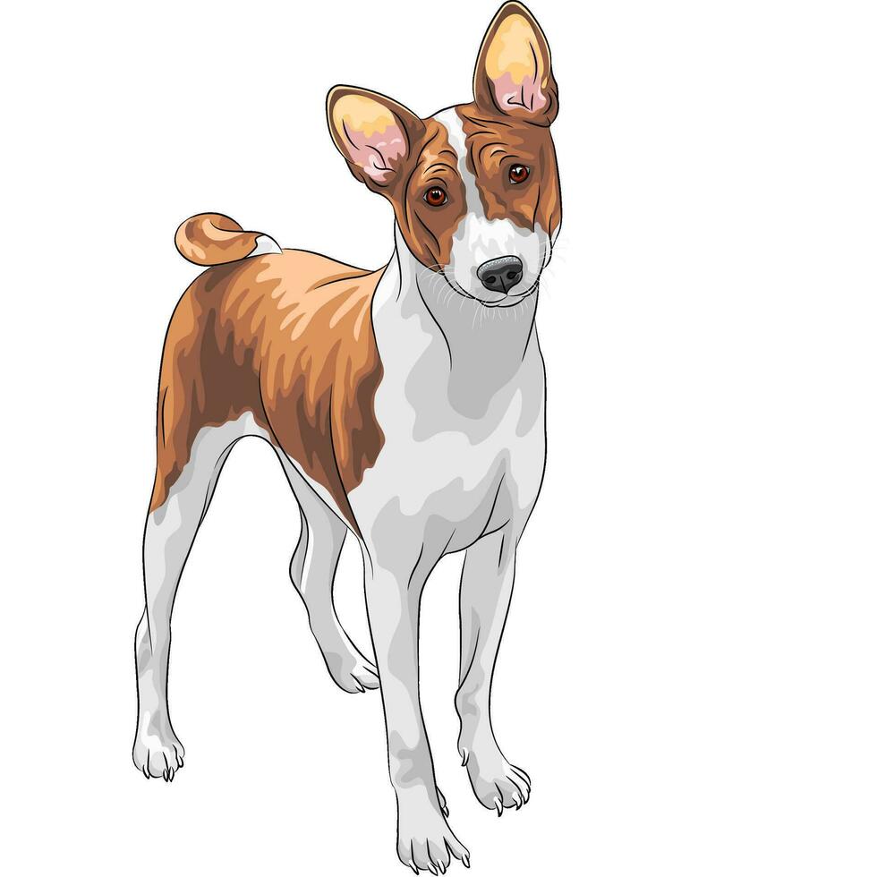 vector sketch hunting dog Basenji breed