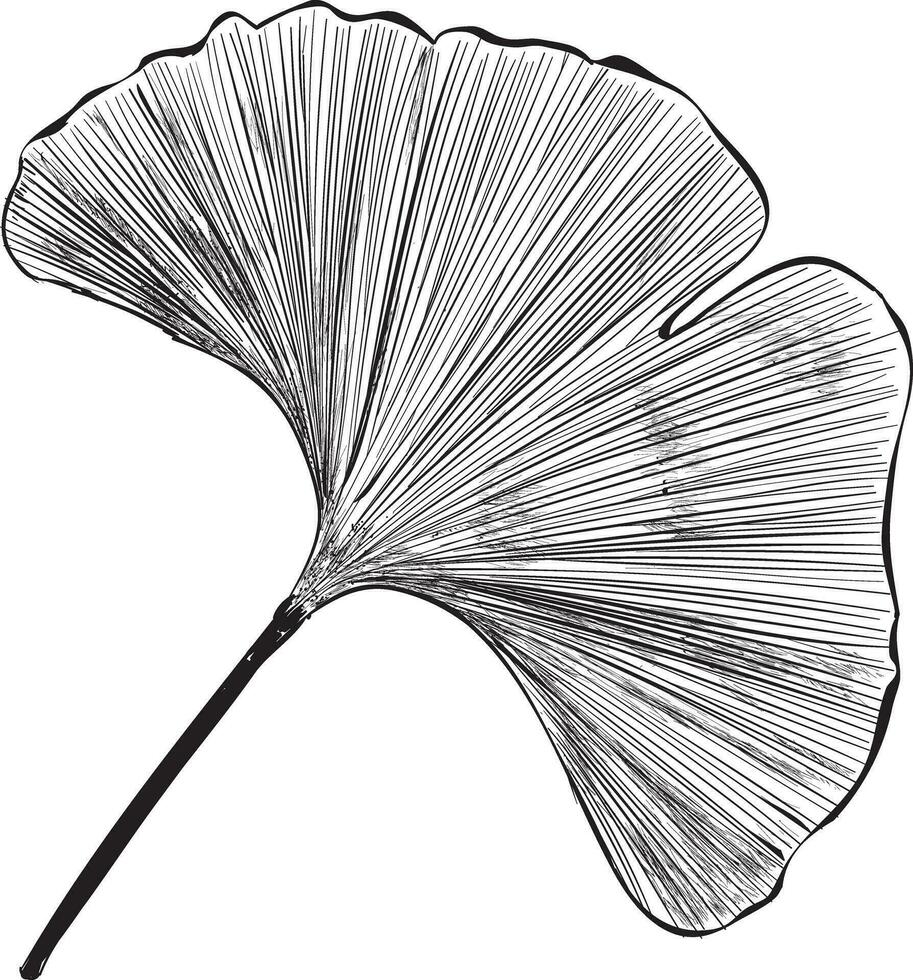 Trendy Gingko Leaf vector
