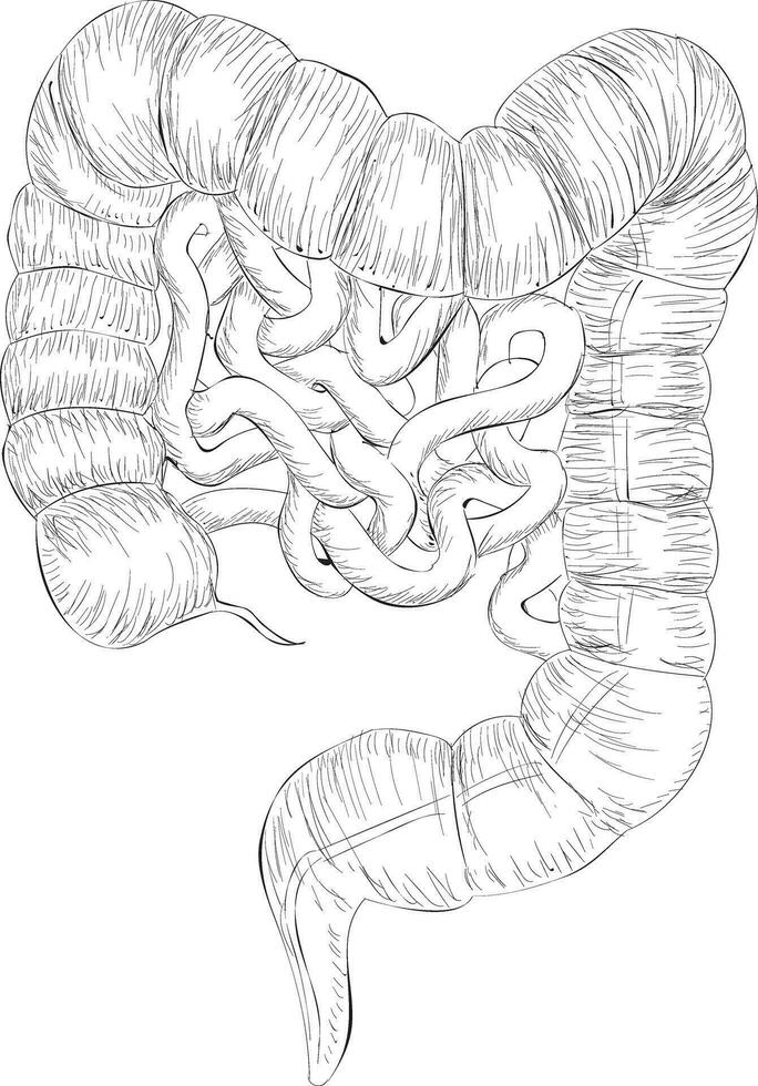 Trendy Large Intestine vector