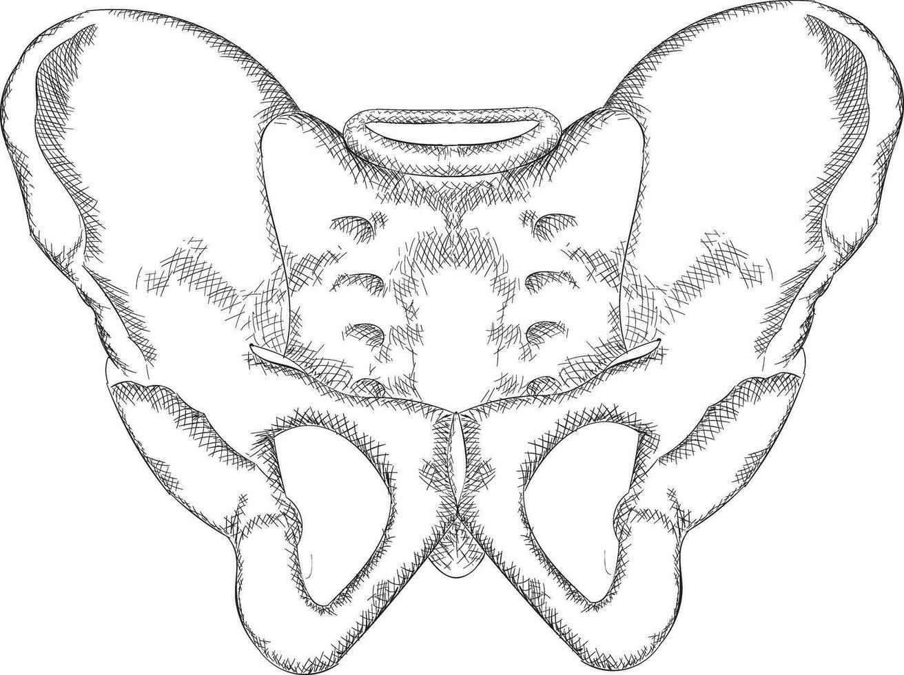 Trendy Pelvis Concepts vector