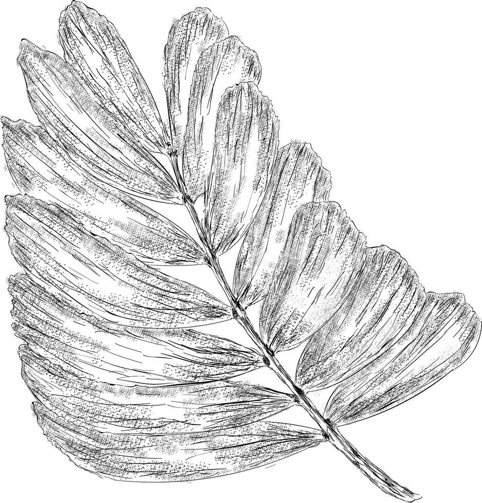 Trendy Broad leaf vector