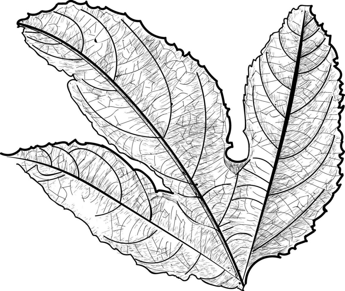 Trendy Compound Leaf vector