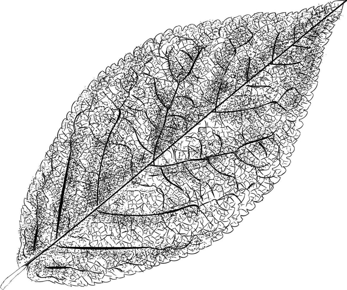 Trendy Ovate Leaf vector