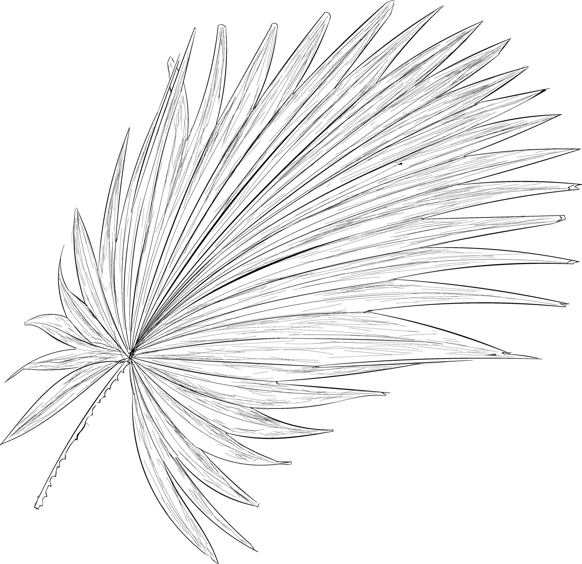 Cabbage Palm Leaf 36902663 Vector Art at Vecteezy