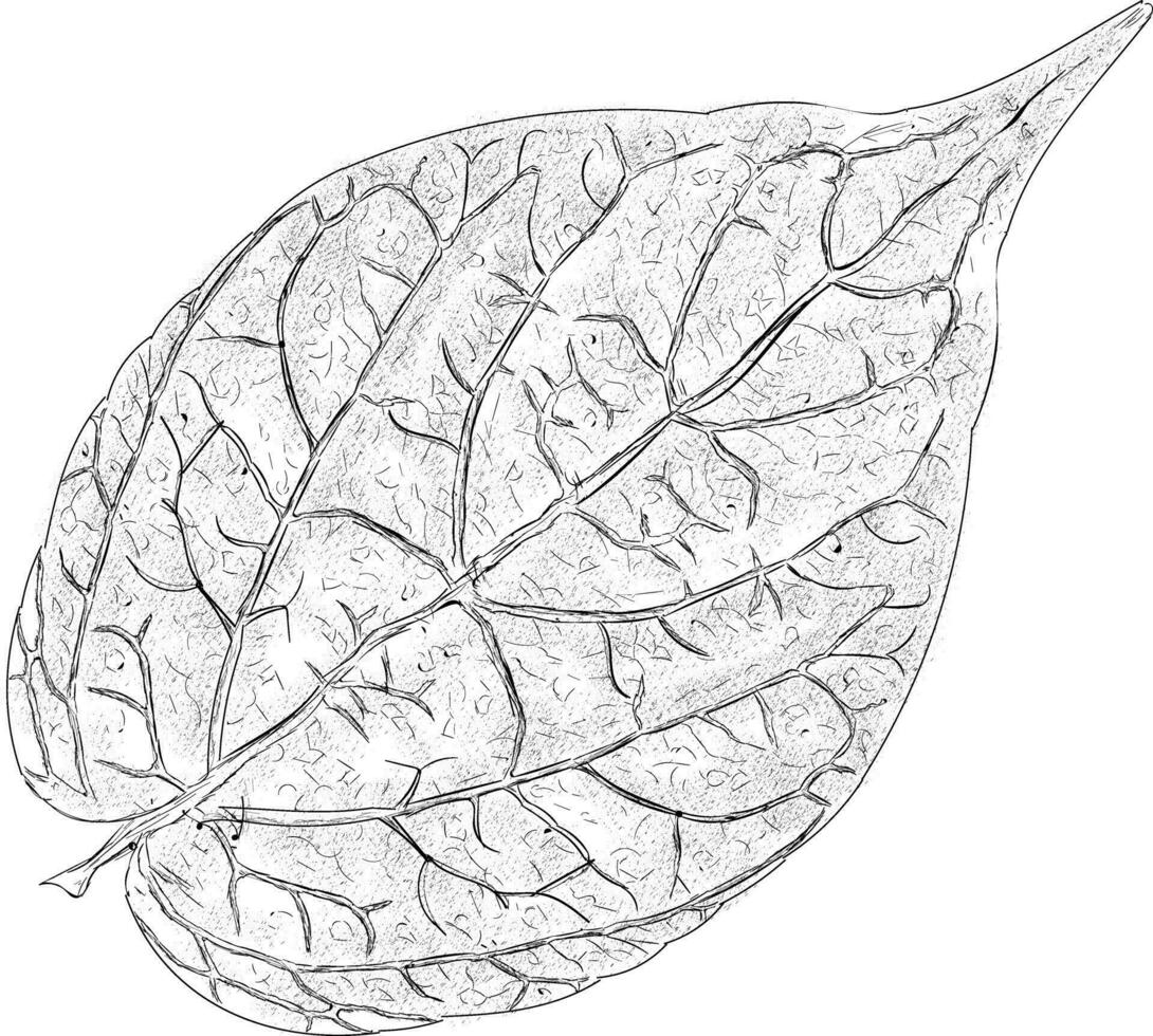 Trendy Birch Leaf vector