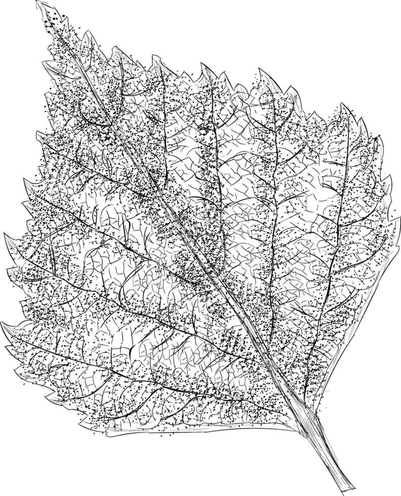 Trendy Birch Leaf vector