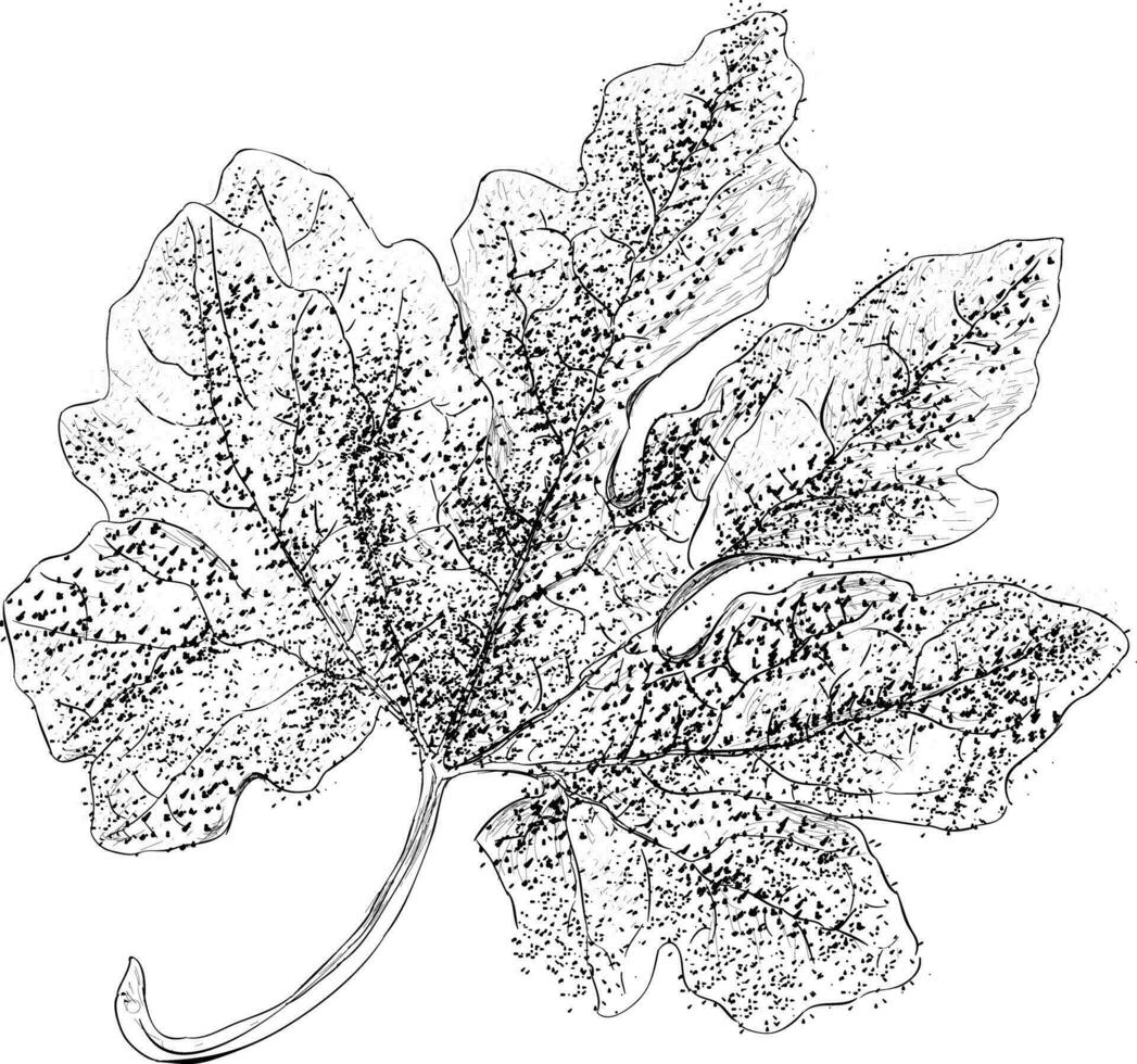 Trendy Maple Leaf vector