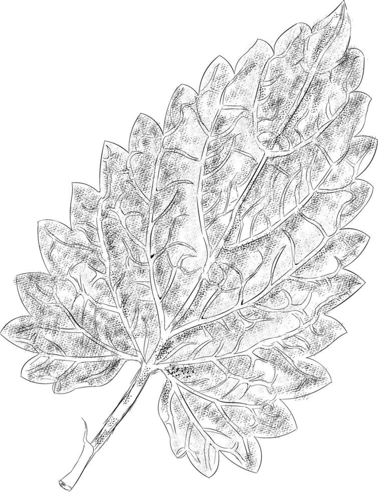Trendy Birch Leaf vector