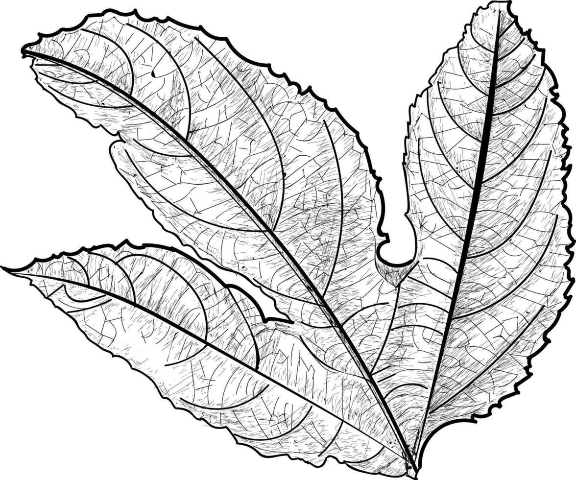 Trendy Compound Leaf vector