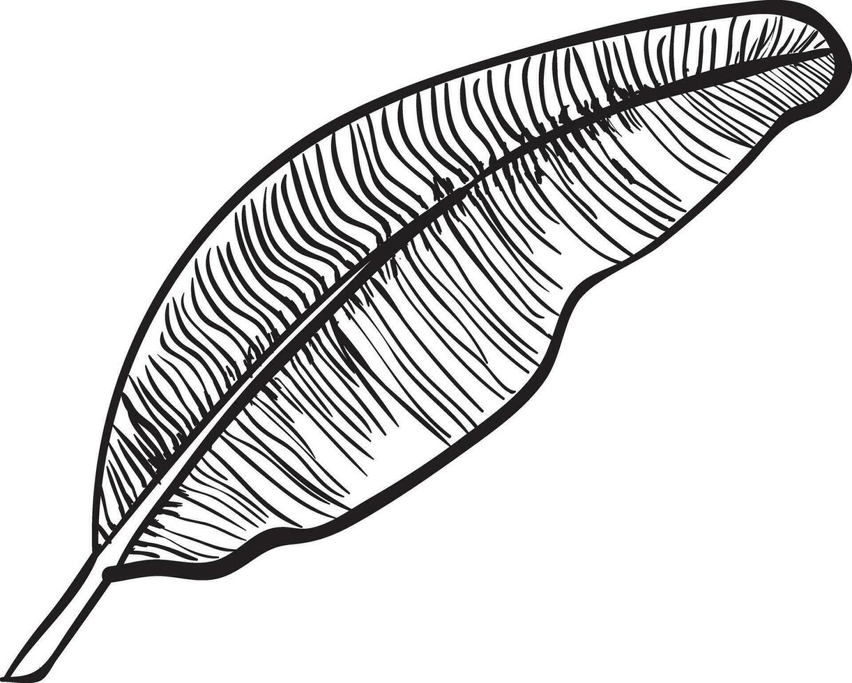 Trendy Sage Leaf vector