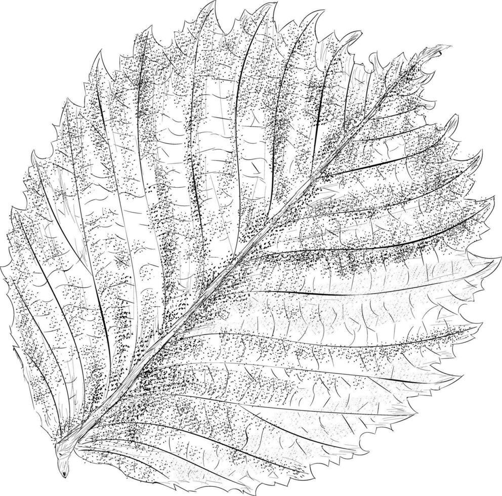 Trendy Birch Leaf vector