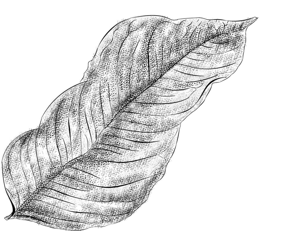 Trendy Oblong Leaf vector