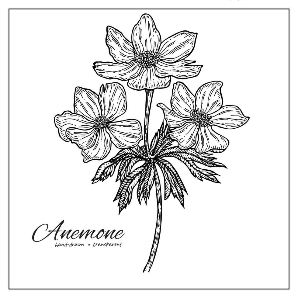 Anemone flower. Hand drawn ink botanical illustration for design, decoration, coloring pages. vector