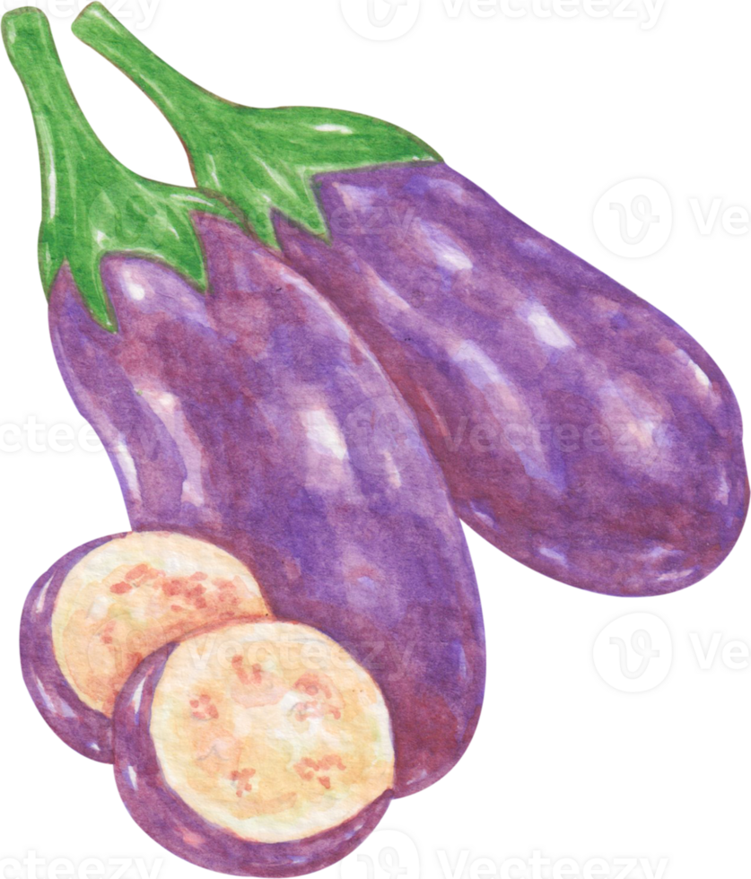 watercolor vegetable eggplant png