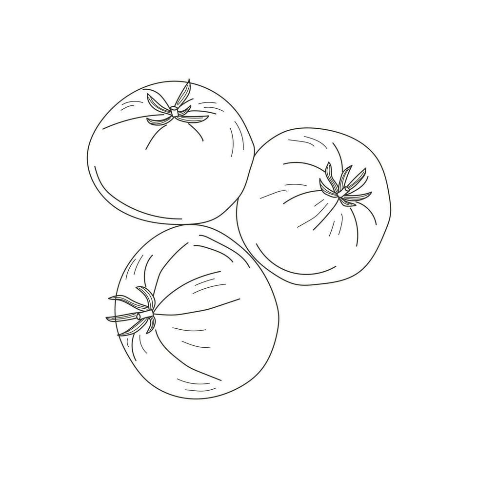 Tomates garabatear dibujo recopilación. vegetales - Tomates son dibujado a mano vector ilustraciones de garabatos en negro, aislado en un blanco antecedentes.