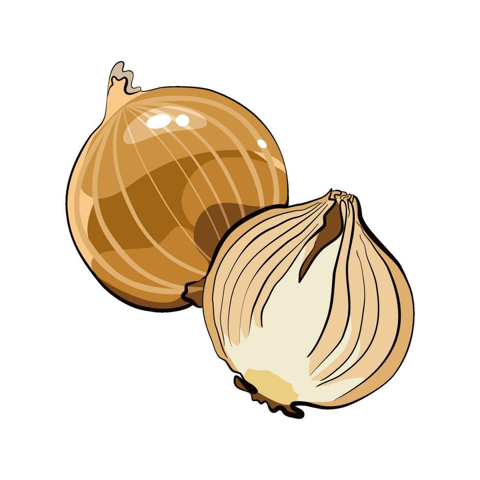 Yellow onion whole and half in flat style vector