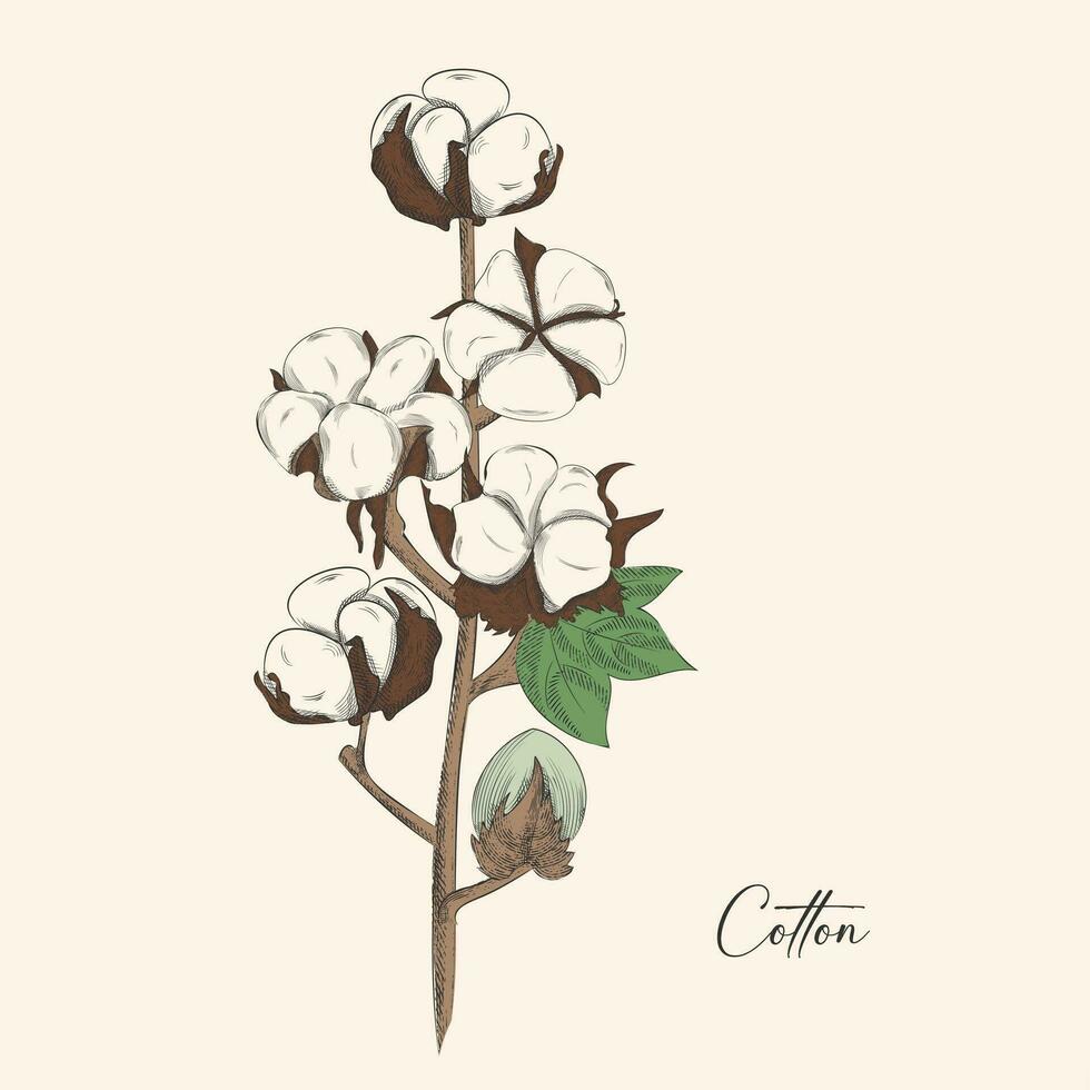 Vintage cotton branch in etching style. Vector illustration. Great for label and packaging design. EPS10.