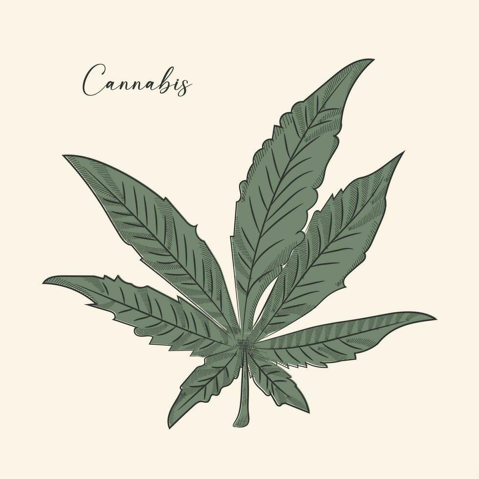 green cannabis leaf on white background vector