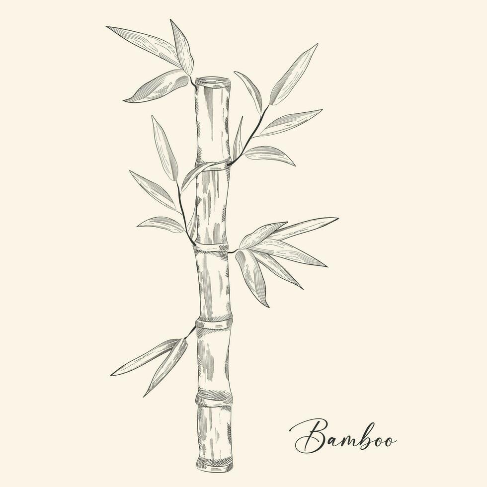 bambú planta por mano dibujo bosquejo. floral tatuaje muy detallado en línea Arte estilo. negro y blanco acortar Arte aislado en blanco antecedentes. antiguo Clásico grabado ilustración. vector