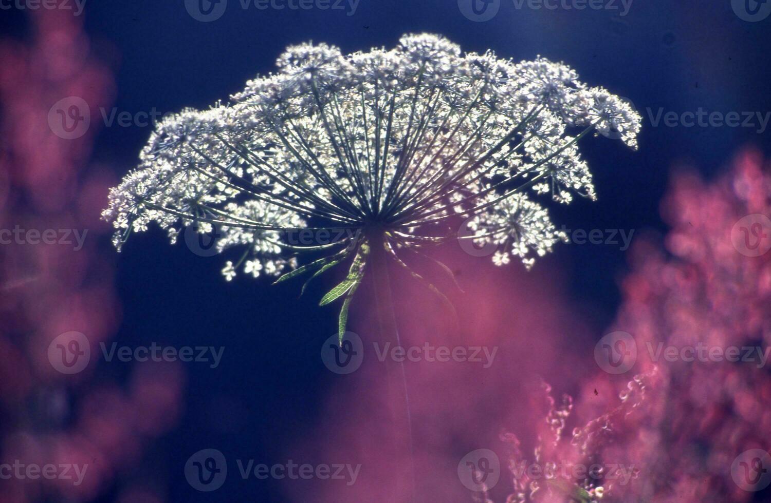 a close up of a flower with pink flowers photo