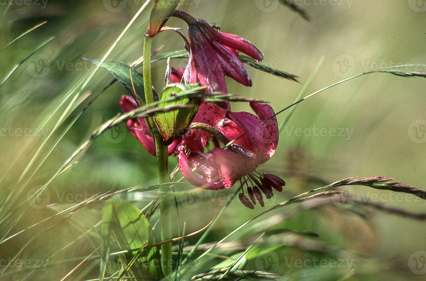 a flower in the grass photo