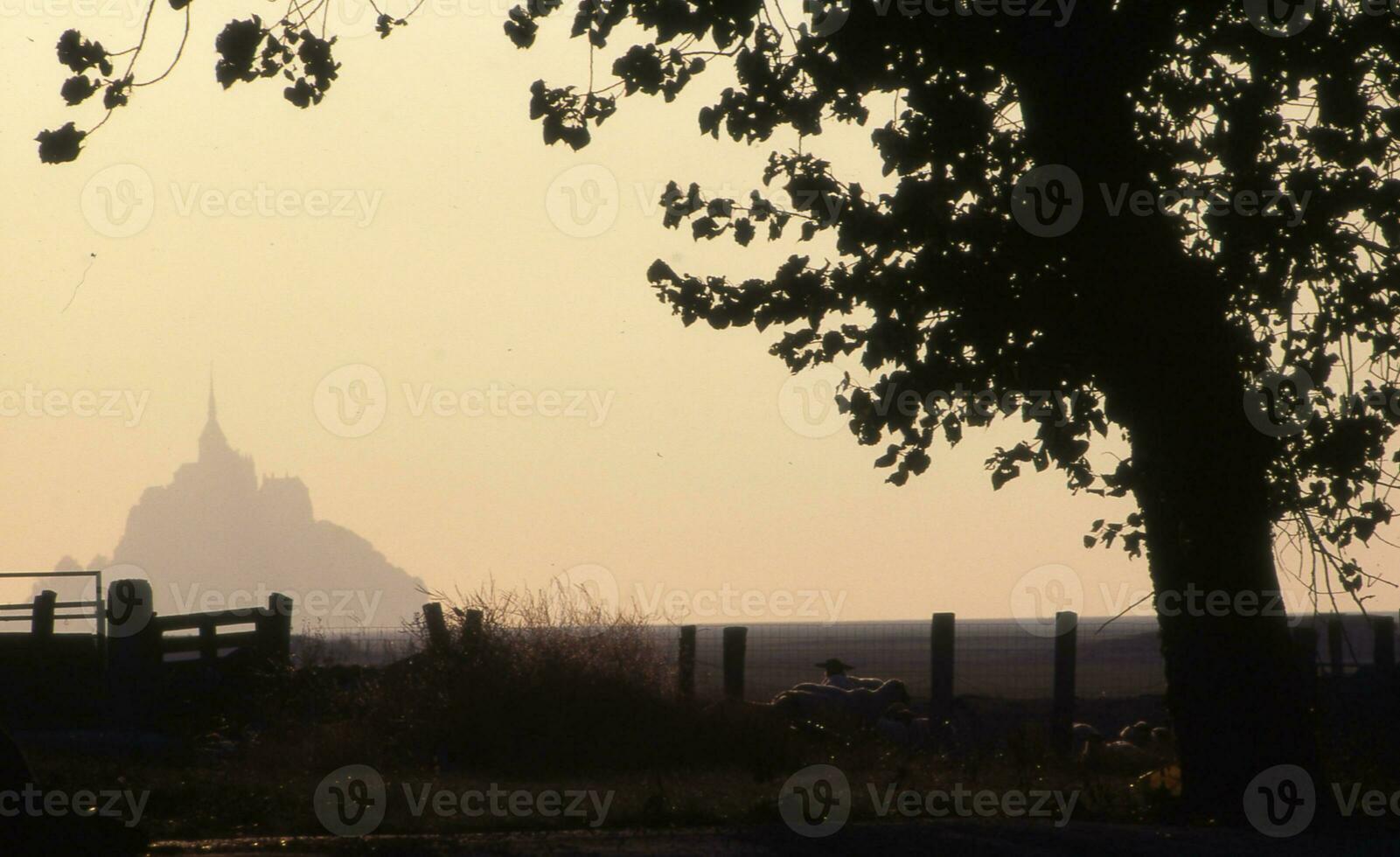 a horse is standing in a field next to a fence photo