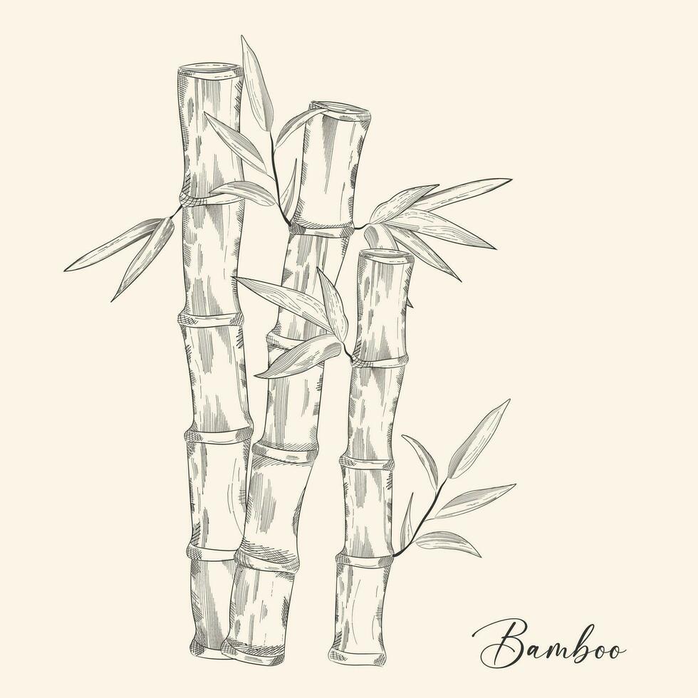 Bamboo icon. Tropical jungle forest logo with tree trunk and leaves. Silhouettes of Japanese decorative elements. Natural branches set. Contour borders and frame. Vector plant symbols