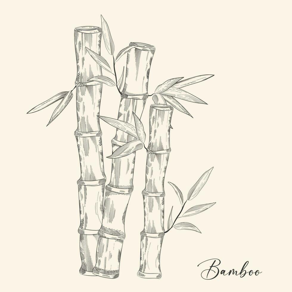 bambú icono. tropical selva bosque logo con árbol maletero y hojas. siluetas de japonés decorativo elementos. natural ramas colocar. contorno fronteras y marco. vector planta símbolos