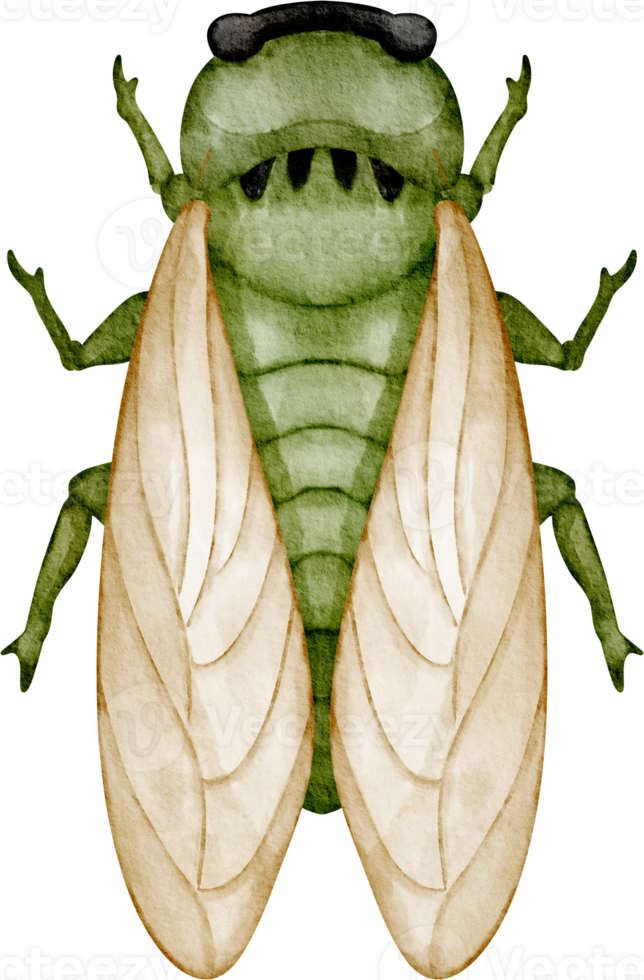watercolor cicada clip art png