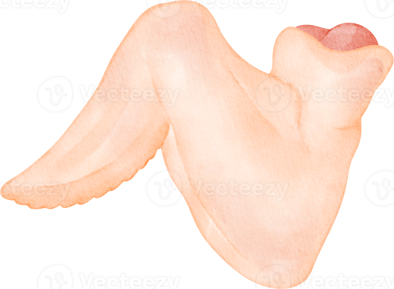 watercolor chicken wing png
