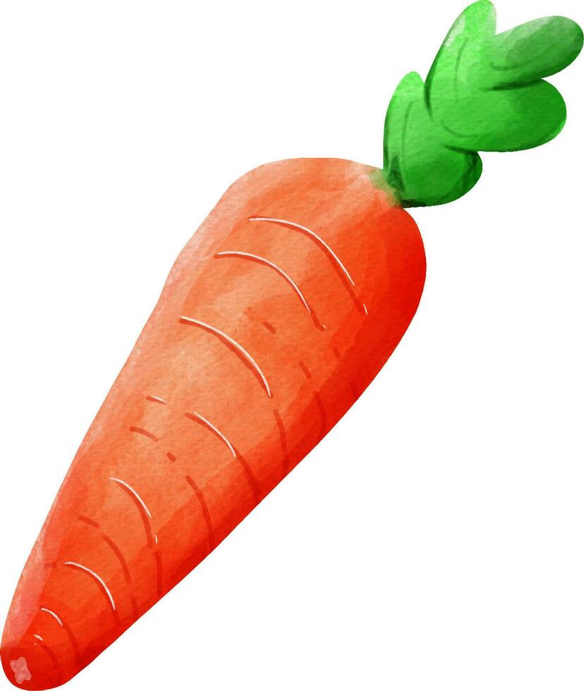 organic carrot for eat. vector