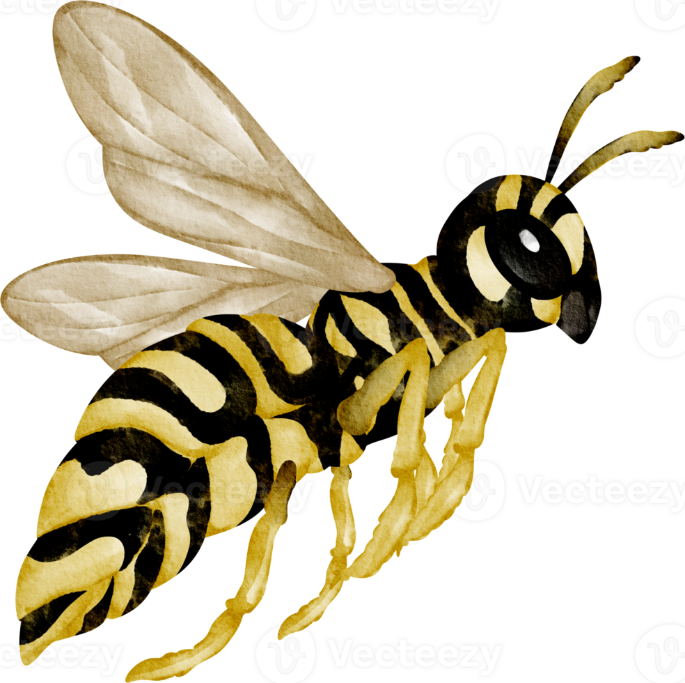 watercolor wasp clip art png