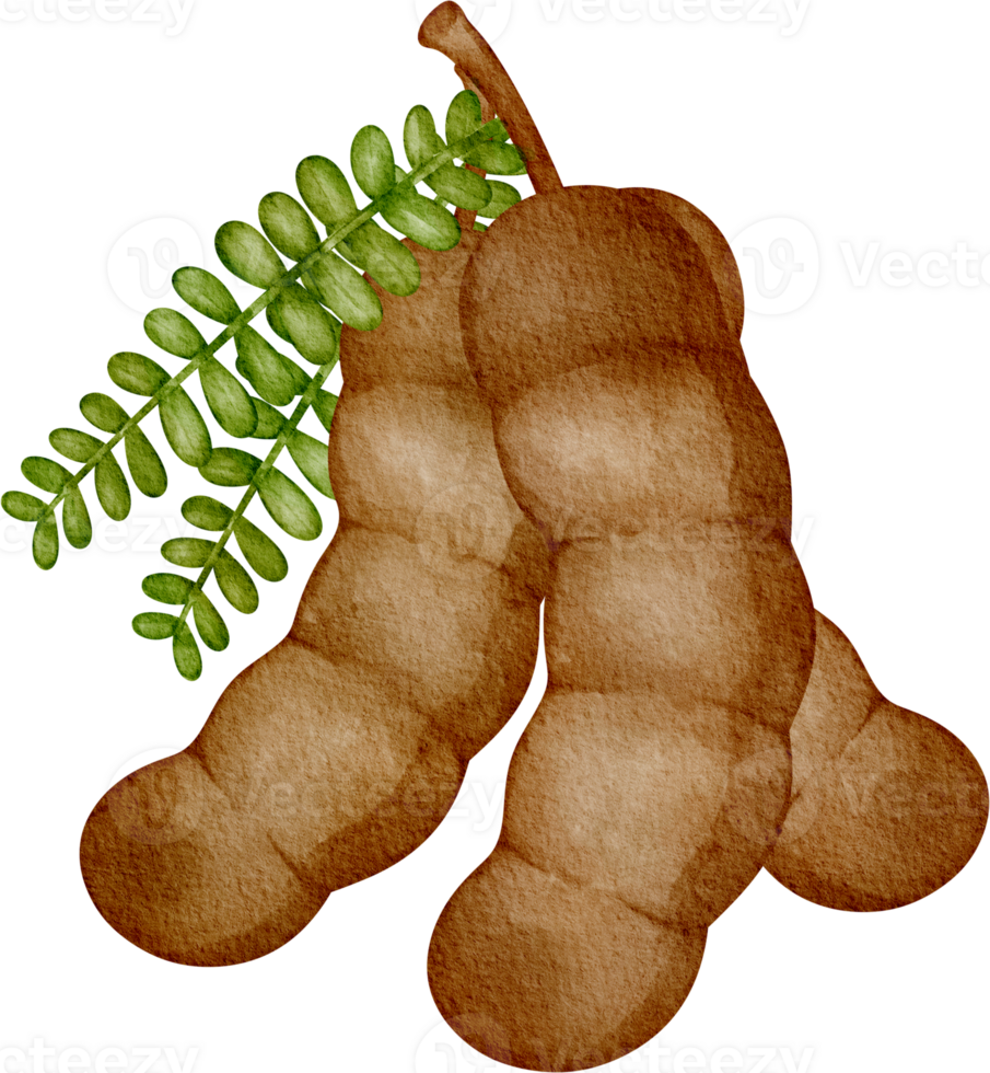 watercolor tamarind fruit png